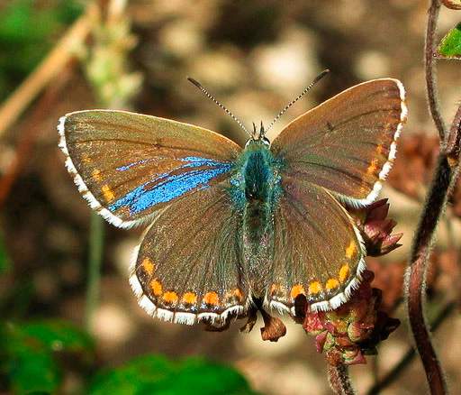 Polyommatus bellargus (mosaic gynandromorph) (Internet Image property of respective owner, non-commercial use only)